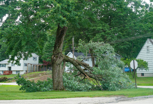 Emergency Storm Tree Removal in Morrilton, AR